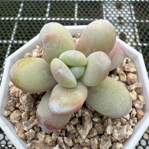 Graptoveria Snow Peach 雪桃 -- JCC Succulent Plants