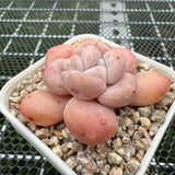 Echeveria 'Fragrant Citrus' 香橙 -- JCC Succulent Plants