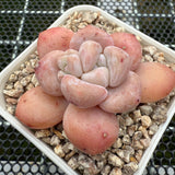 Echeveria 'Fragrant Citrus' 香橙 -- JCC Succulent Plants