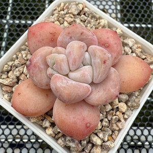 Echeveria 'Fragrant Citrus' 香橙 -- JCC Succulent Plants