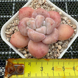 Echeveria 'Fragrant Citrus' 香橙 -- JCC Succulent Plants