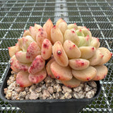 Echeveria 'Golden Bean' 黄金豆 -- JCC Succulent Plants