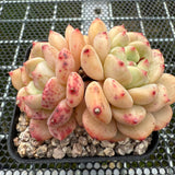 Echeveria 'Golden Bean' 黄金豆 -- JCC Succulent Plants