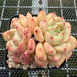 Echeveria 'Golden Bean' 黄金豆 -- JCC Succulent Plants