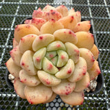 Echeveria 'Golden Bean' 黄金豆 -- JCC Succulent Plants