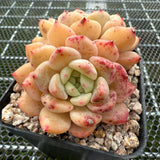 Echeveria 'Golden Bean' 黄金豆 -- JCC Succulent Plants