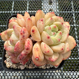 Echeveria 'Golden Bean' 黄金豆 -- JCC Succulent Plants