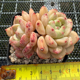 Echeveria 'Golden Bean' 黄金豆 -- JCC Succulent Plants