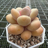 Pachyphytum Oviferum 'Egg Cheese' 鸡蛋奶酪 -- JCC Succulent Plants