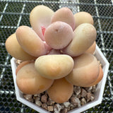 Pachyphytum Oviferum 'Egg Cheese' 鸡蛋奶酪 -- JCC Succulent Plants