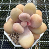 Pachyphytum Oviferum 'Egg Cheese' 鸡蛋奶酪 -- JCC Succulent Plants