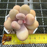 Pachyphytum Oviferum 'Egg Cheese' 鸡蛋奶酪 -- JCC Succulent Plants