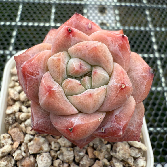 Echeveria 'Sailor Moon' 水冰月 -- JCC Succulent Plants