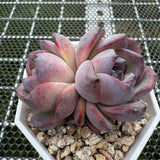 Echeveria 'Black Jade'/ 'Black Orange' 墨玉/黑橙子-- JCC Succulent Plants