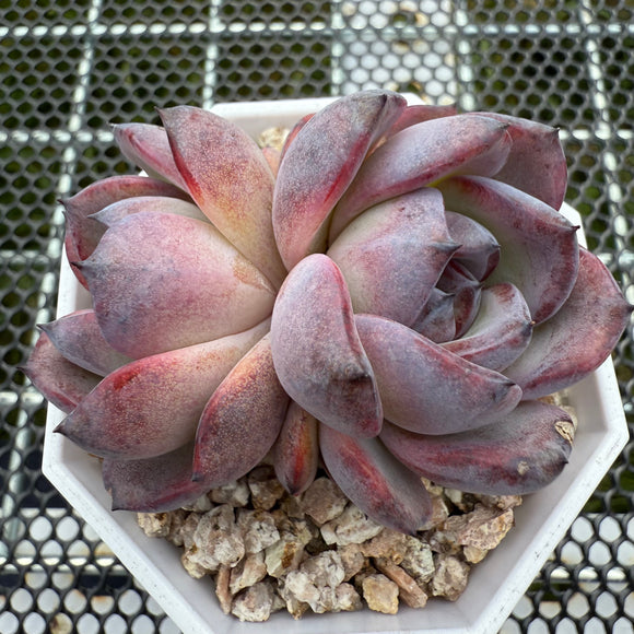 Echeveria 'Black Jade'/ 'Black Orange' 墨玉/黑橙子-- JCC Succulent Plants