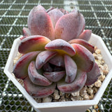 Echeveria 'Black Jade'/ 'Black Orange' 墨玉/黑橙子-- JCC Succulent Plants