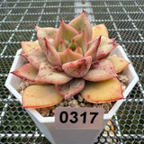 Echeveria 'Forever Love' 挚爱 -- JCC Succulent Plants