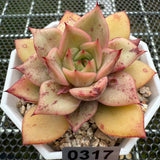 Echeveria 'Forever Love' 挚爱 -- JCC Succulent Plants