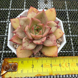 Echeveria 'Forever Love' 挚爱 -- JCC Succulent Plants