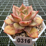 Echeveria 'Forever Love' 挚爱 -- JCC Succulent Plants