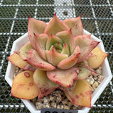 Echeveria 'Forever Love' 挚爱 -- JCC Succulent Plants