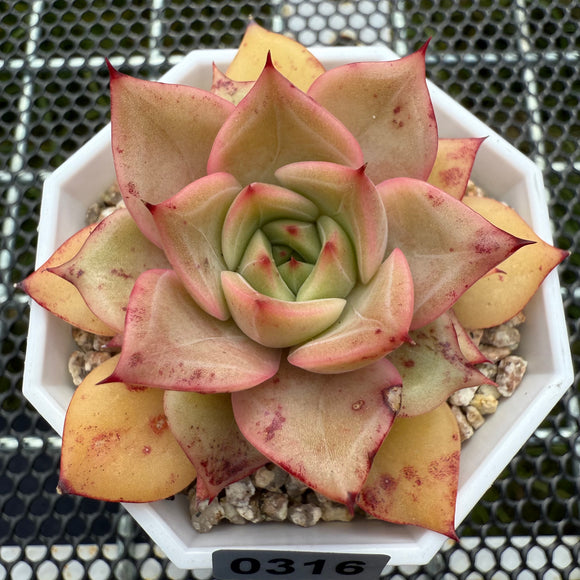 Echeveria 'Forever Love' 挚爱 -- JCC Succulent Plants