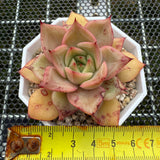 Echeveria 'Forever Love' 挚爱 -- JCC Succulent Plants