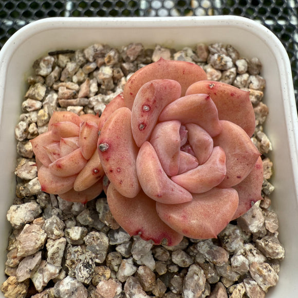 Echeveria 'Red Wax' 红蜡 -- JCC Succulent Plants