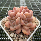 Echeveria 'Pink Ice Heart' 粉冰心 -- JCC Succulent Plants