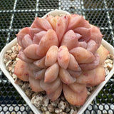 Echeveria 'Pink Ice Heart' 粉冰心 -- JCC Succulent Plants