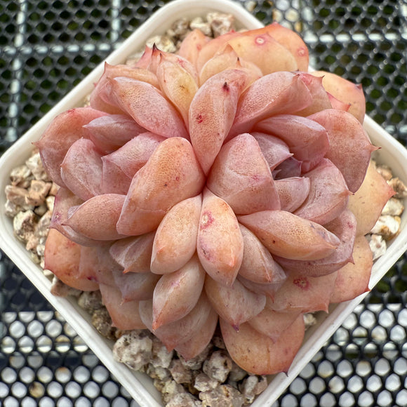 Echeveria 'Pink Ice Heart' 粉冰心 -- JCC Succulent Plants