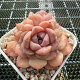 Echeveria 'Pink Ice Heart' 粉冰心 -- JCC Succulent Plants