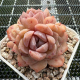 Echeveria 'Pink Ice Heart' 粉冰心 -- JCC Succulent Plants