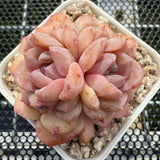 Echeveria 'Pink Ice Heart' 粉冰心 -- JCC Succulent Plants