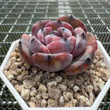 Echeveria 'Black Jade'/ 'Black Orange' 墨玉/黑橙子 -- JCC Succulent Plants