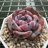 Echeveria 'Black Jade'/ 'Black Orange' 墨玉/黑橙子 -- JCC Succulent Plants