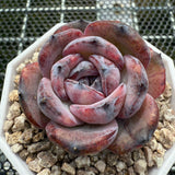 Echeveria 'Black Jade'/ 'Black Orange' 墨玉/黑橙子 -- JCC Succulent Plants