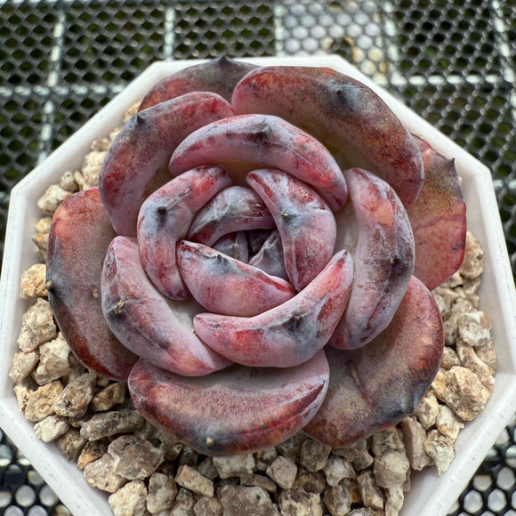 Echeveria 'Black Jade'/ 'Black Orange' 墨玉/黑橙子 -- JCC Succulent Plants