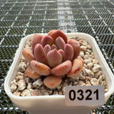 Echeveria 'Pink Jenny' 粉珍妮 -- JCC Succulent Plants