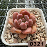 Echeveria 'Pink Jenny' 粉珍妮 -- JCC Succulent Plants