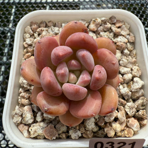 Echeveria 'Pink Jenny' 粉珍妮 -- JCC Succulent Plants