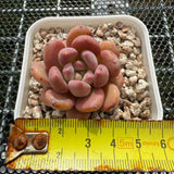 Echeveria 'Pink Jenny' 粉珍妮 -- JCC Succulent Plants