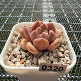 Echeveria 'Pink Jenny' 粉珍妮 -- JCC Succulent Plants