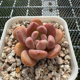 Echeveria 'Pink Jenny' 粉珍妮 -- JCC Succulent Plants