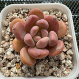 Echeveria 'Pink Jenny' 粉珍妮 -- JCC Succulent Plants