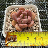 Echeveria 'Pink Jenny' 粉珍妮 -- JCC Succulent Plants