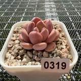 Echeveria 'Pink Jenny' 粉珍妮 -- JCC Succulent Plants