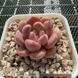 Echeveria 'Pink Jenny' 粉珍妮 -- JCC Succulent Plants