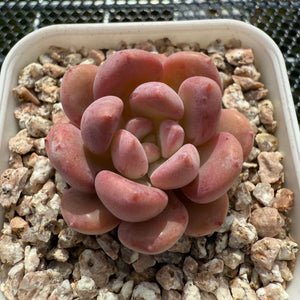 Echeveria 'Pink Jenny' 粉珍妮 -- JCC Succulent Plants