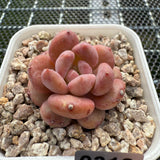 Echeveria 'Pink Jenny' 粉珍妮 -- JCC Succulent Plants